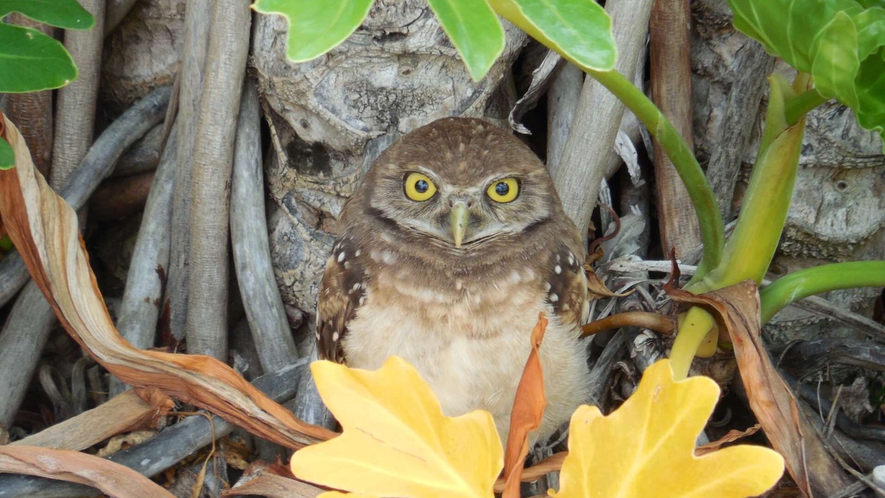 Photo of Others in Majestic Palms