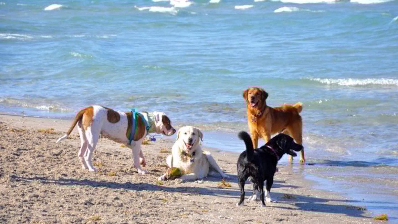Photo of Others in Dania Beach