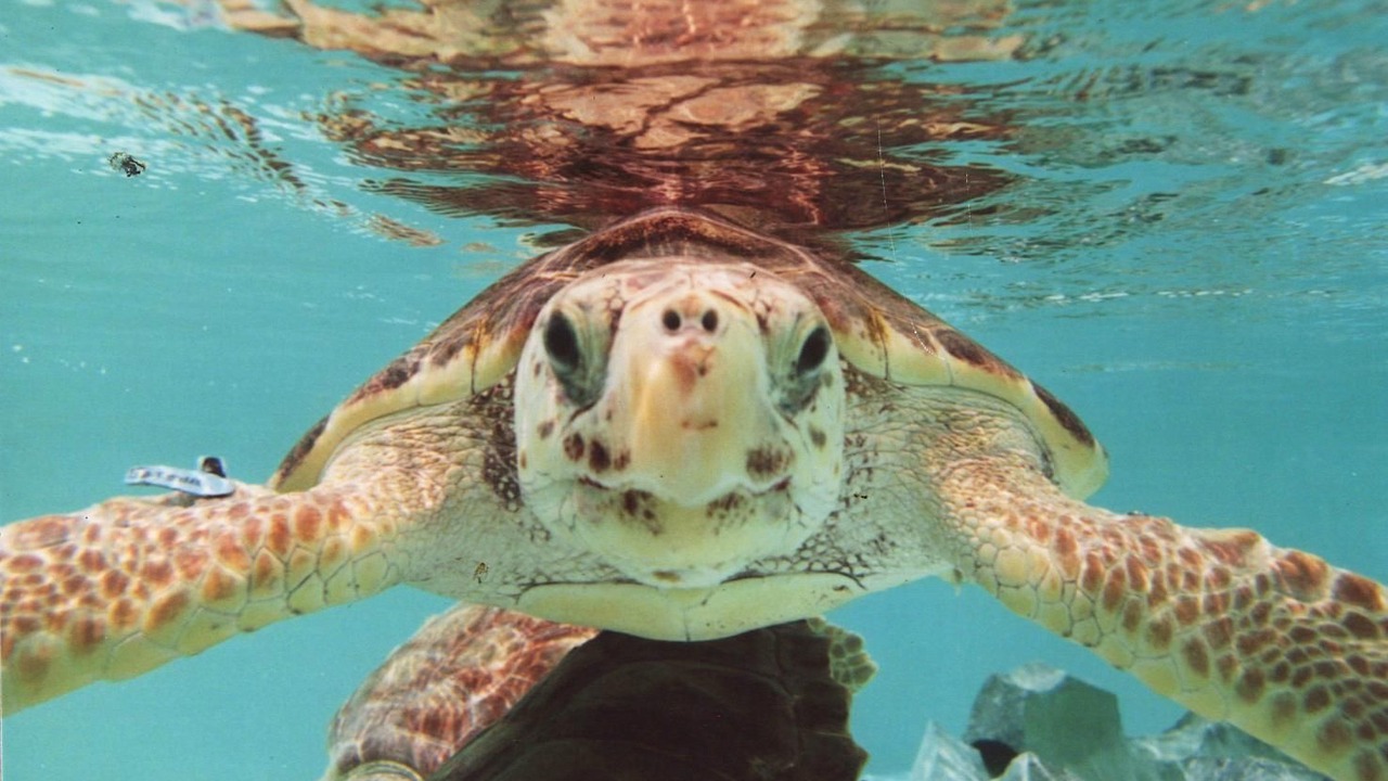 Photo of Others in Boca Raton