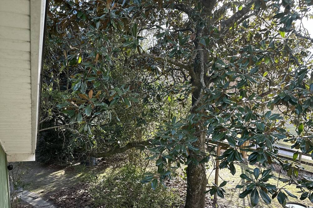 Photo of Outdoor in Summerville