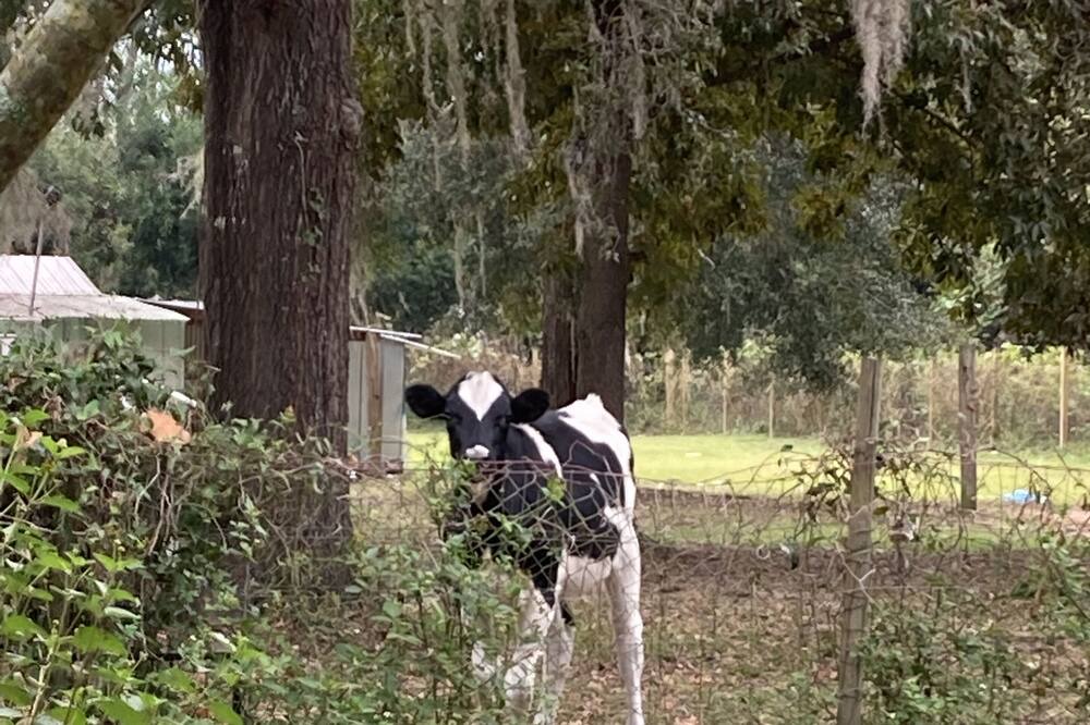 Photo of Outdoor in Boys Ranch
