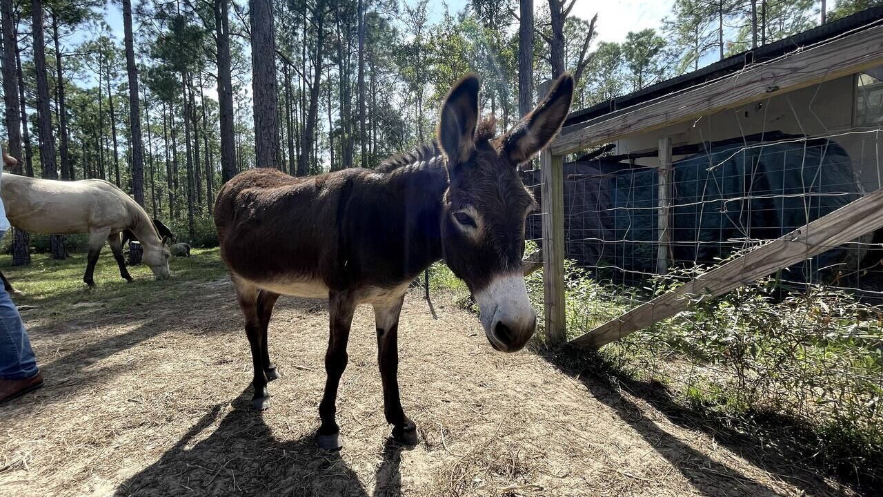 Photo of Others in Florida Panhandle