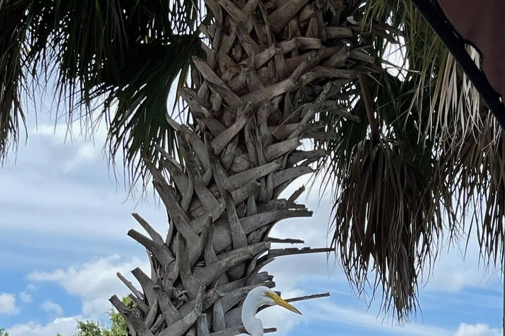 Photo of Outdoor in Port Richey
