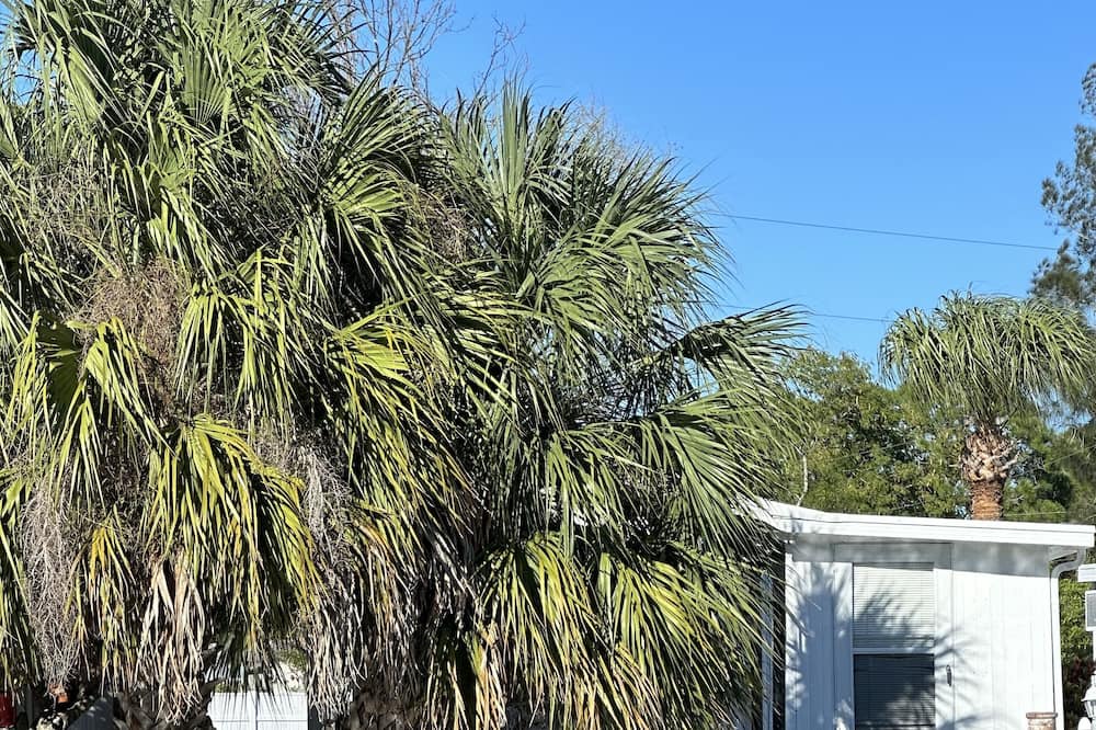 Photo of Outdoor in Port Richey