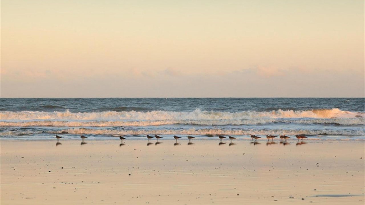 Photo of Others in Ocean Cay