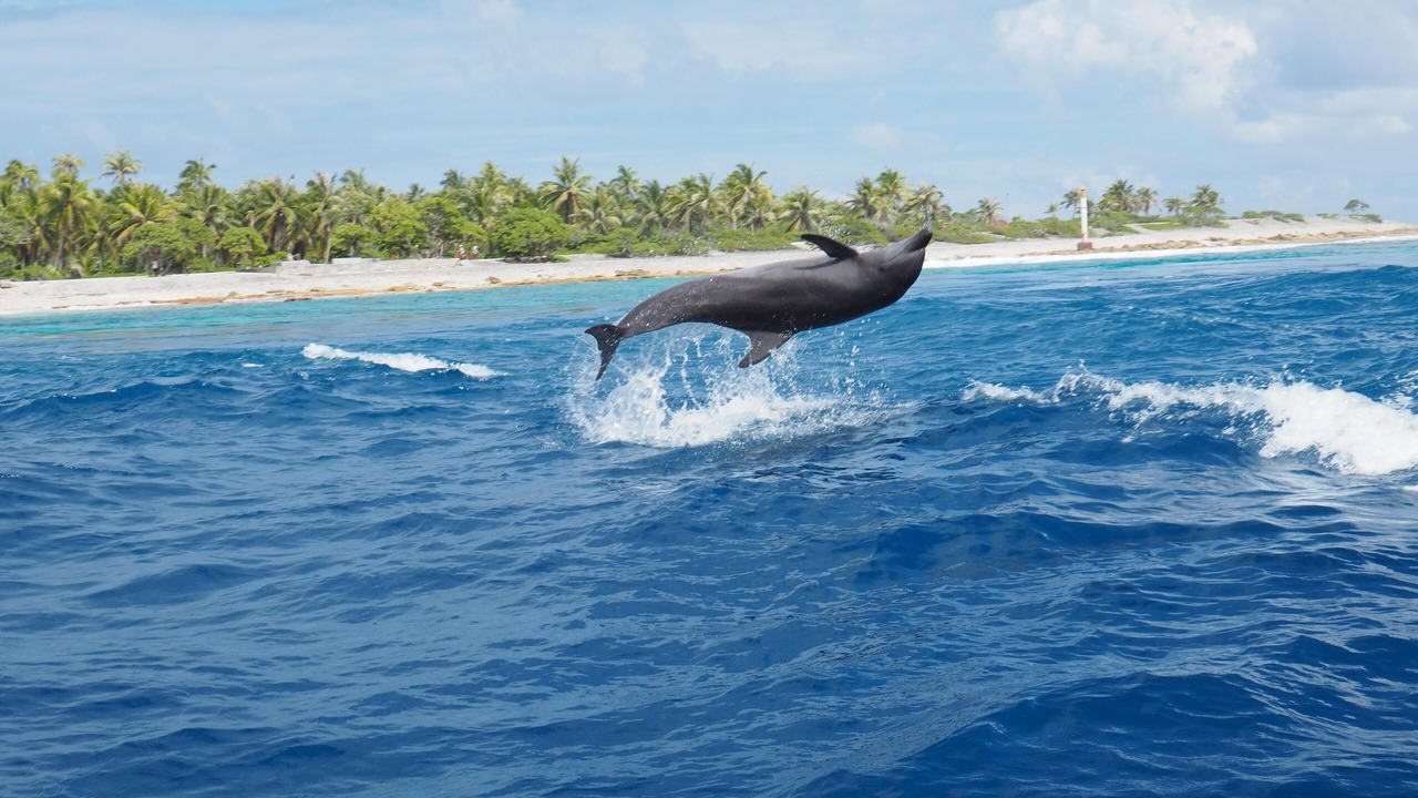 Photo of Others in Captiva
