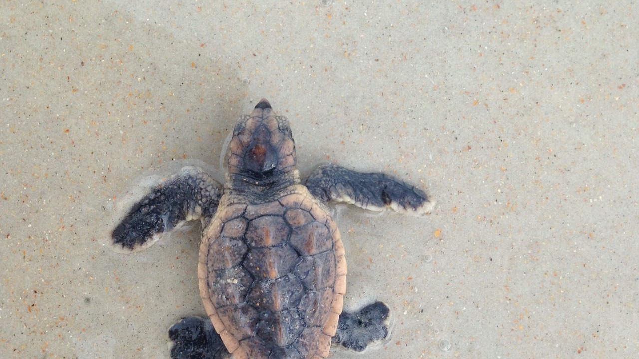 Photo of Others in Ormond Beach
