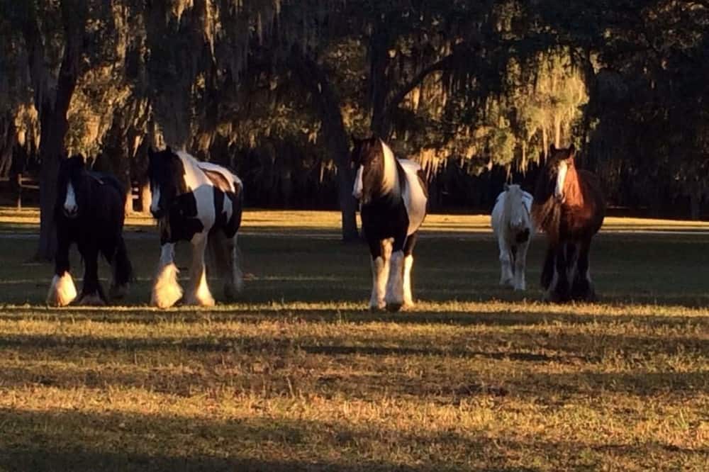 Photo of Outdoor in Floral City