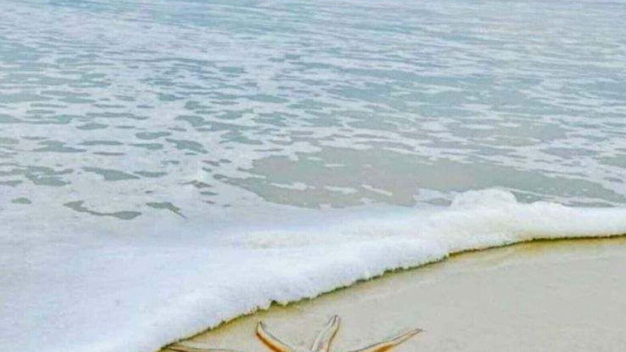 Photo of Others in New Smyrna Beach