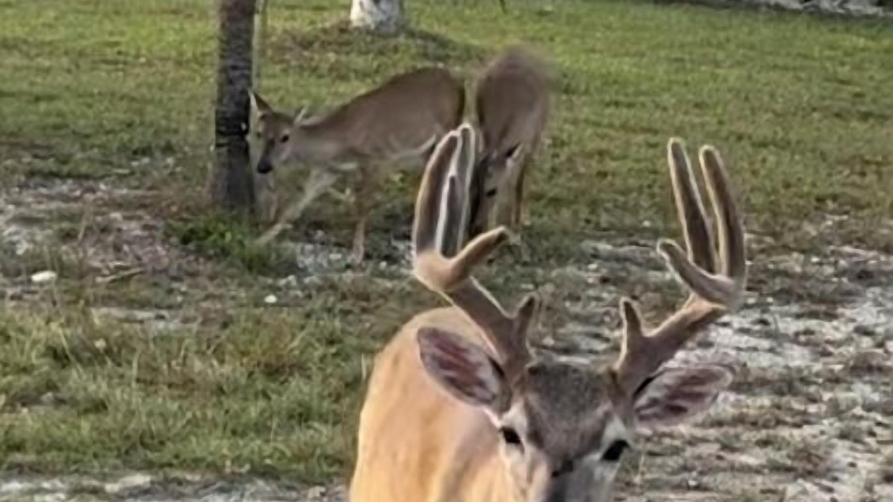 Photo of Others in Port Pine Heights