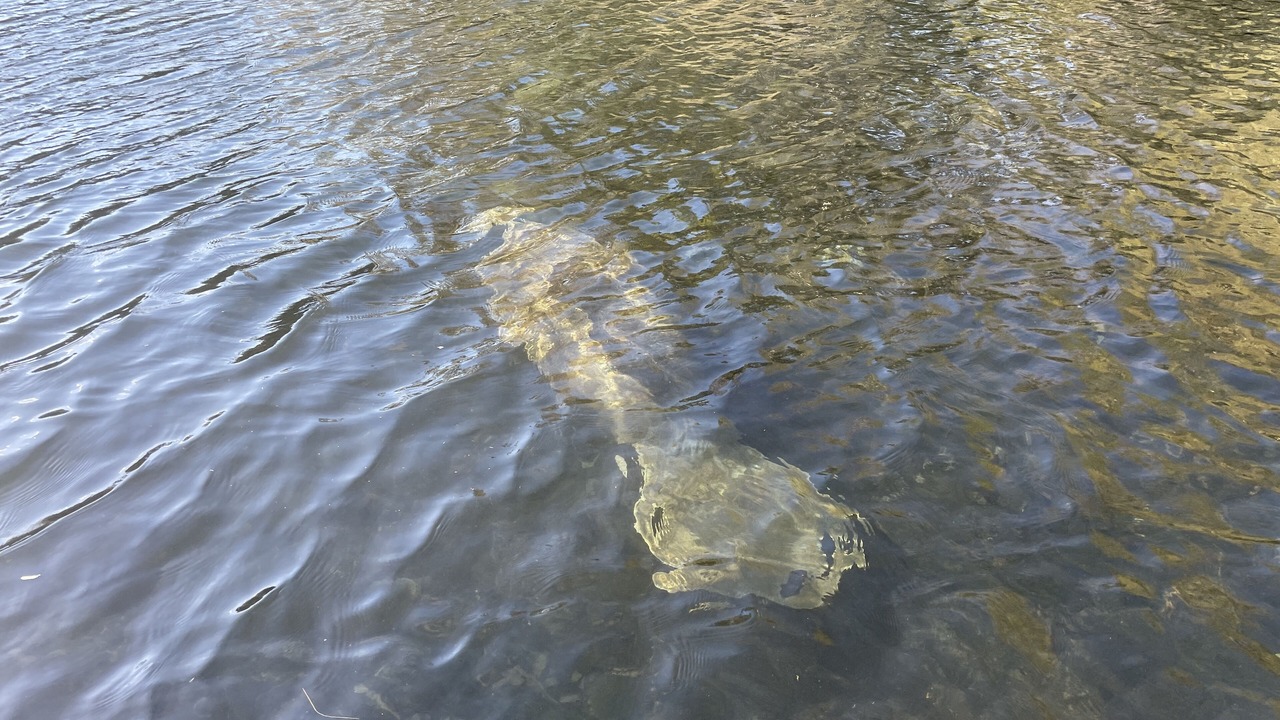 Photo of Others in Chassahowitzka