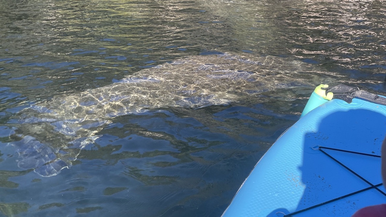 Photo of Outdoor in Chassahowitzka
