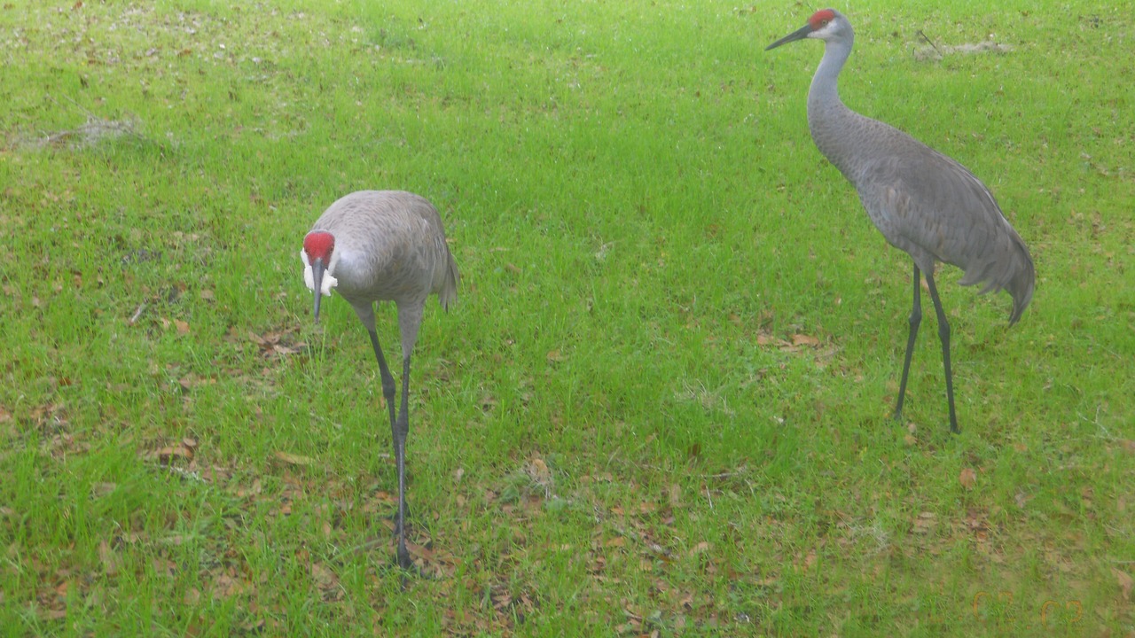 Photo of Others in Floral City