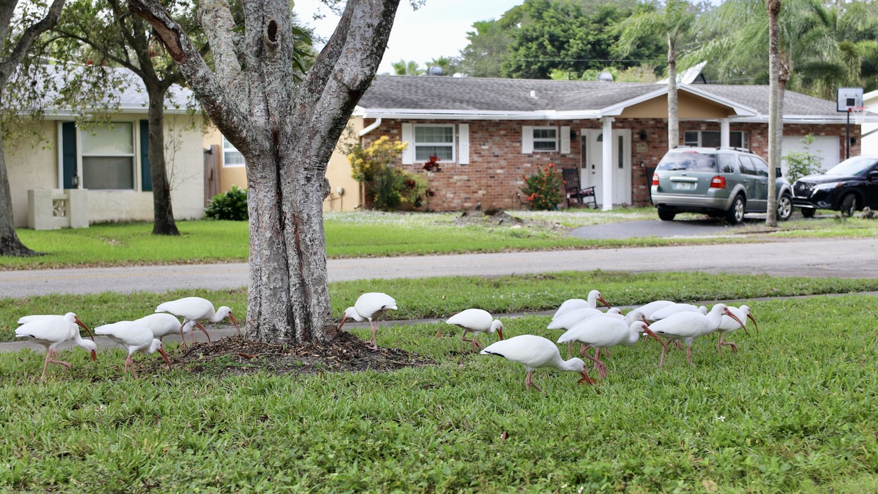 Photo of Outdoor in Cooper City