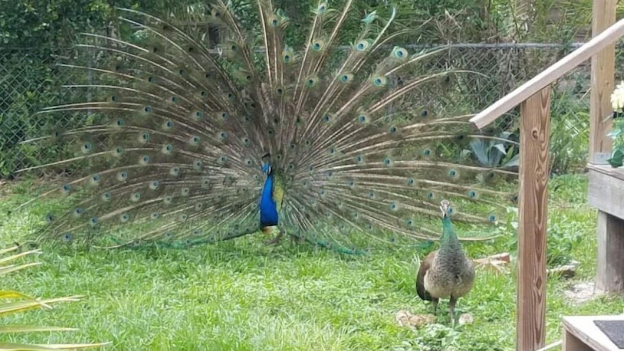 Photo of Outdoor in Citrus Park