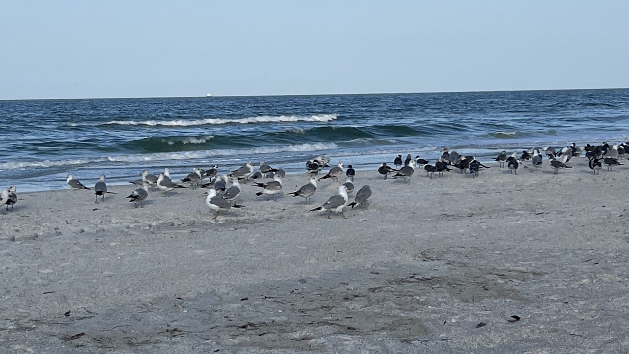 Photo of Others in Bradenton Beach