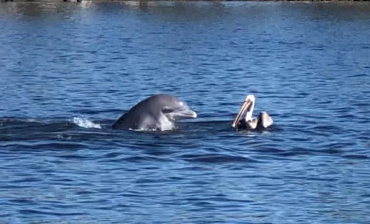 Photo of Others in Homosassa