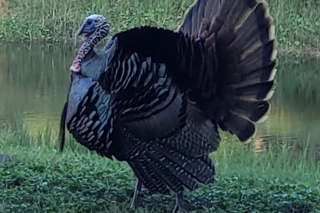Photo of Others in St. Cloud