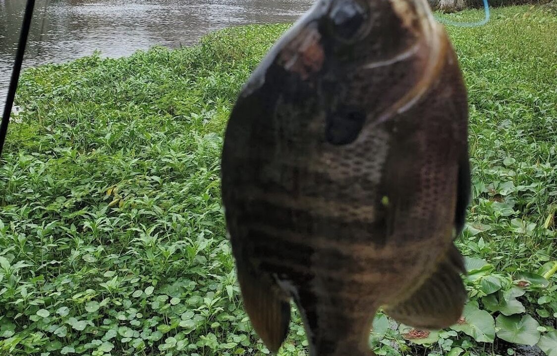 Photo of Others in Citrus Springs