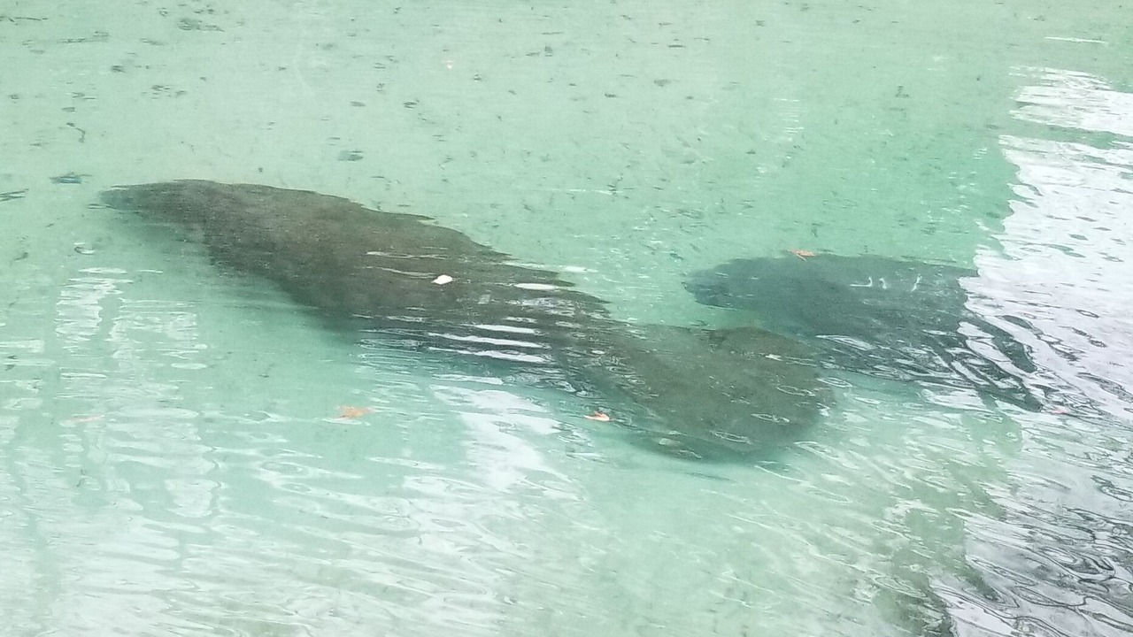 Photo of Others in Weeki Wachee Gardens