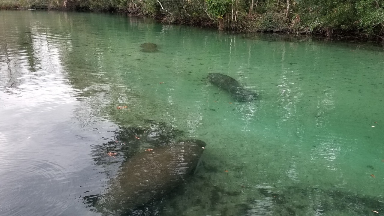 Photo of Outdoor in Weeki Wachee Gardens