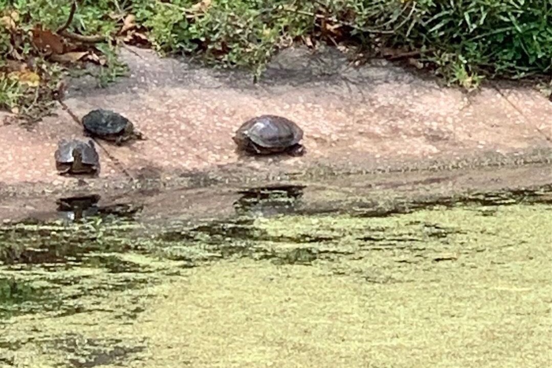 Photo of Others in Orange Lake Village