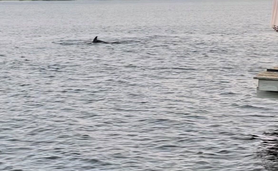 Photo of Others in Brown Island