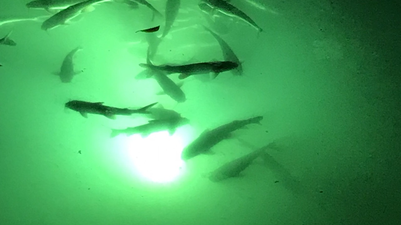 Photo of Others in Jupiter