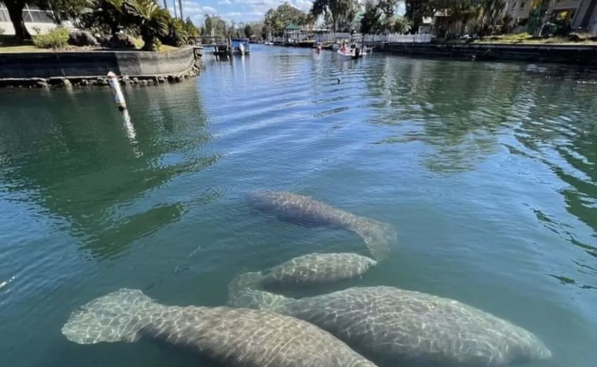 Photo of Others in Homosassa