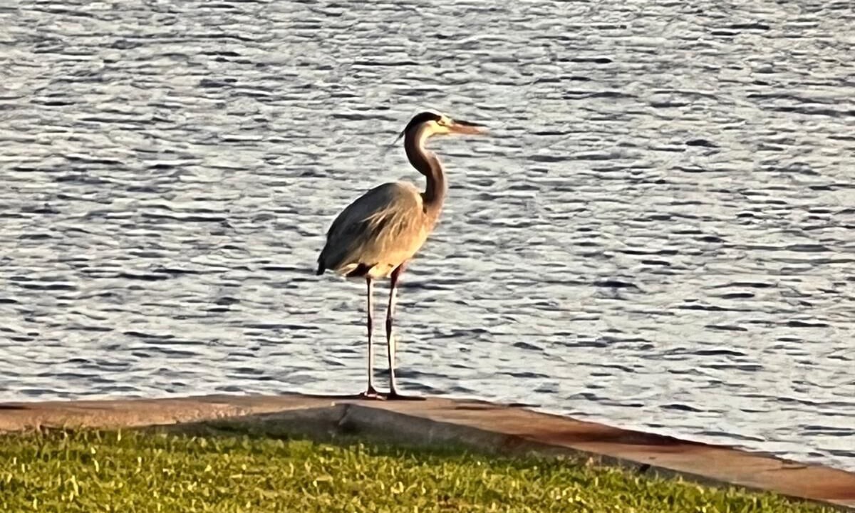 Photo of Others in Lantana