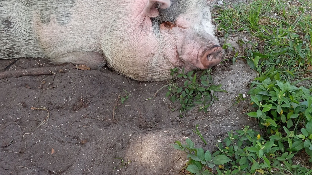 Photo of Outdoor in Florida South Atlantic Coast