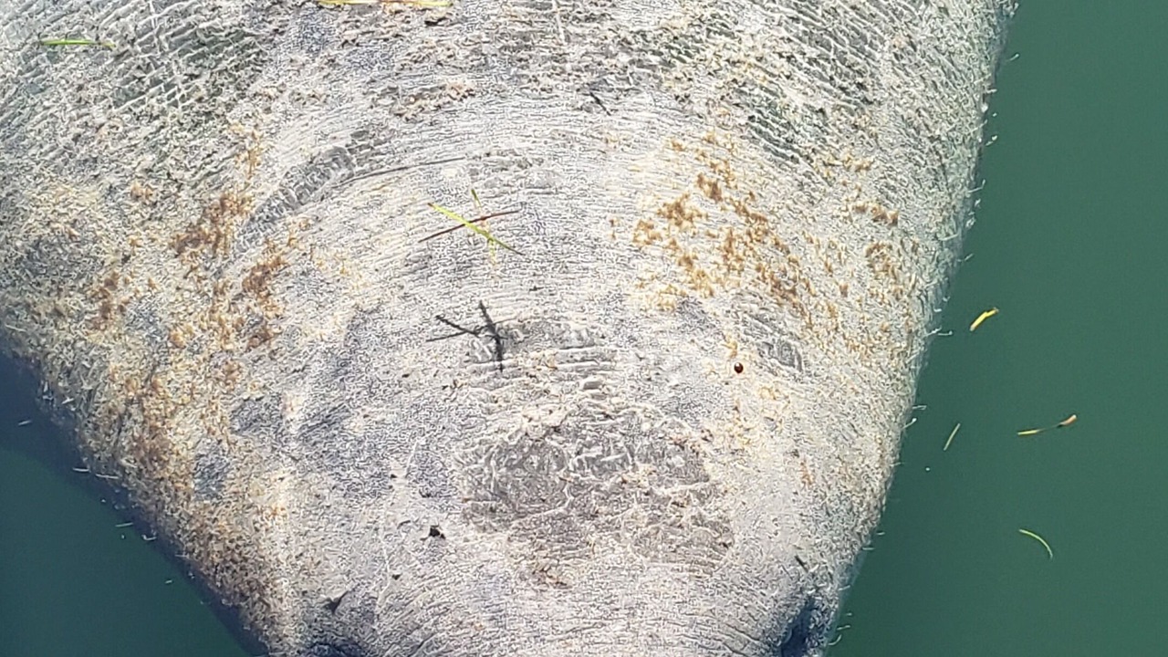 Photo of Others in Geiger Key
