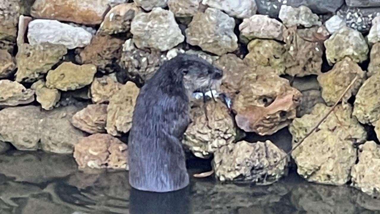 Photo of Others in Crystal River