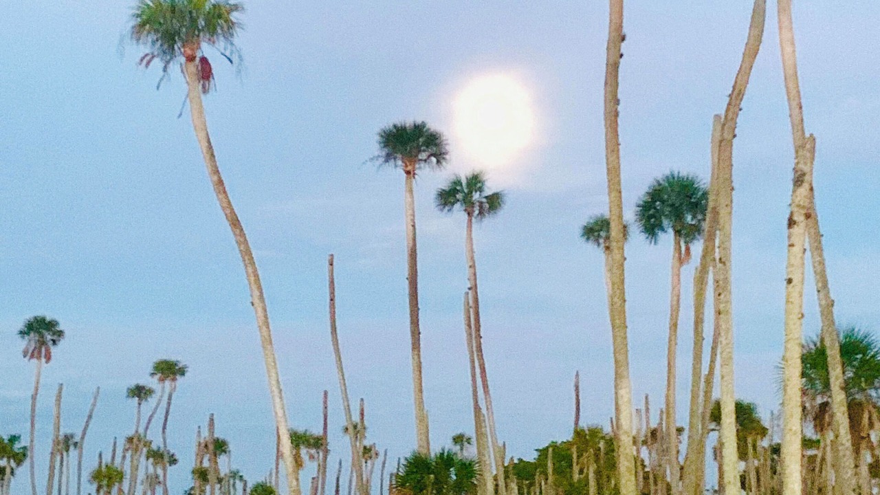 Photo of Others in Weeki Wachee Gardens