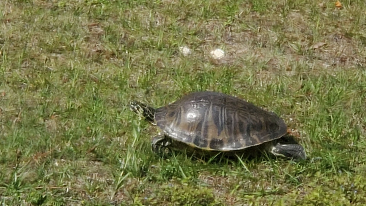Photo of Outdoor in Dade City