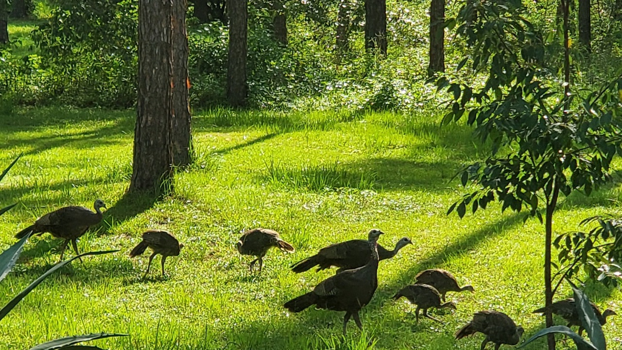 Photo of Others in Dade City