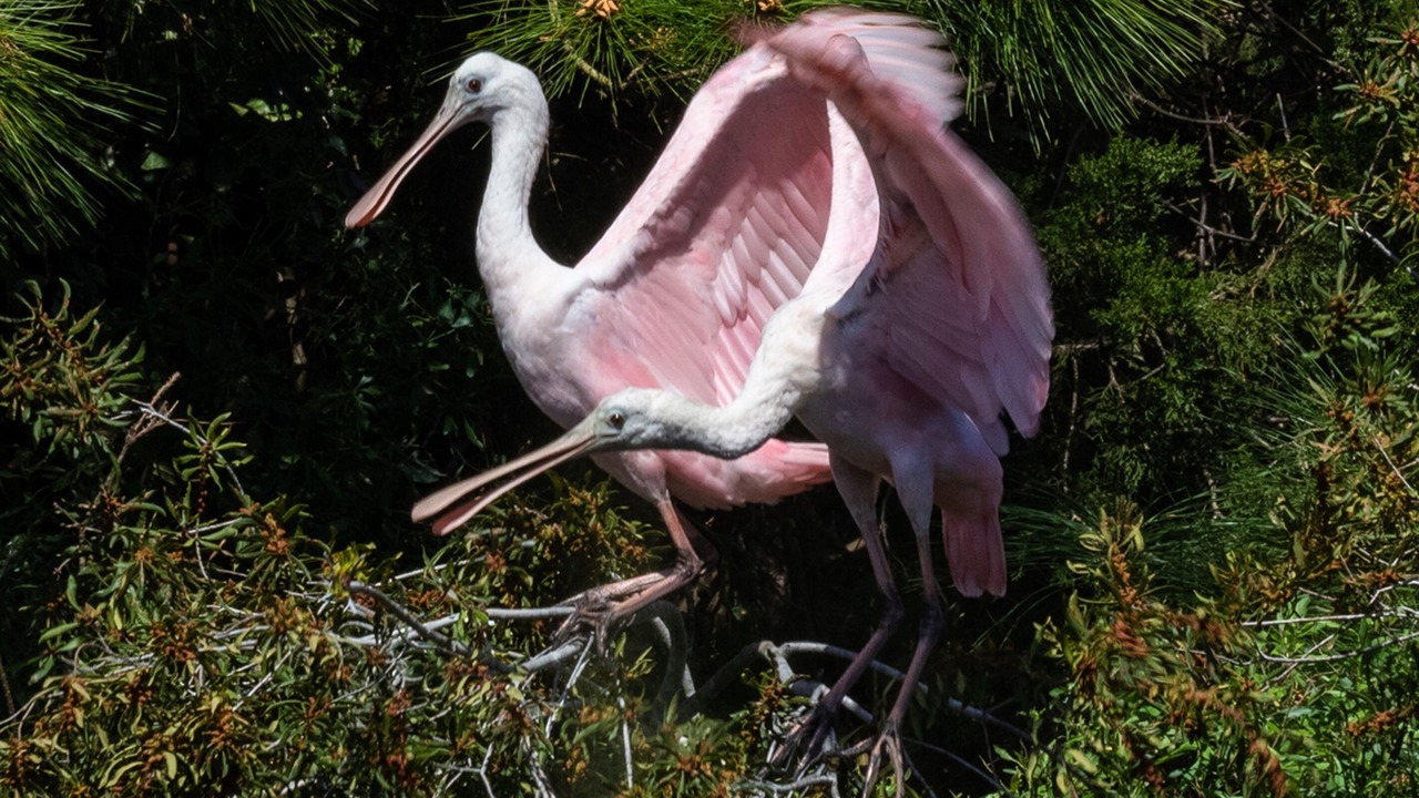 Photo of Others in Seabrook Island
