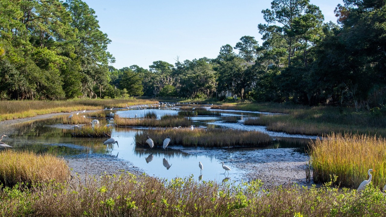 Photo of Others in Seabrook Island