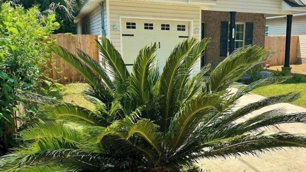 Photo of Outdoor in South Pensacola