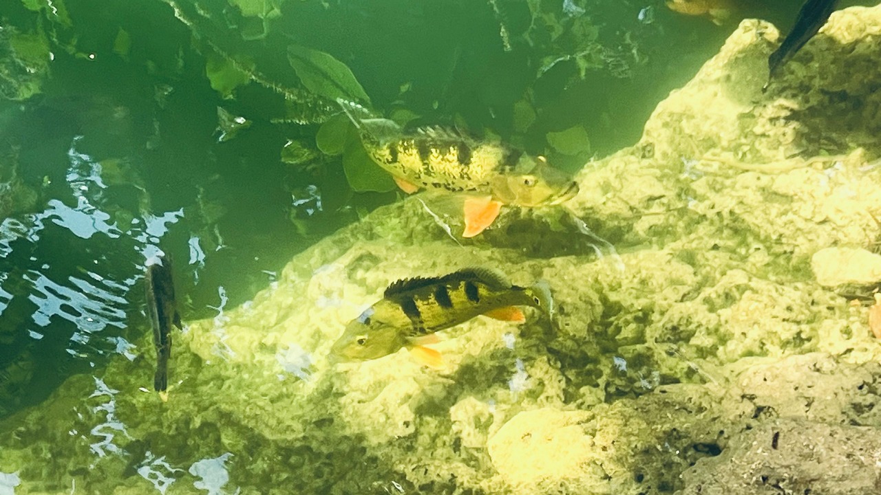 Photo of Others in Palmetto Bay