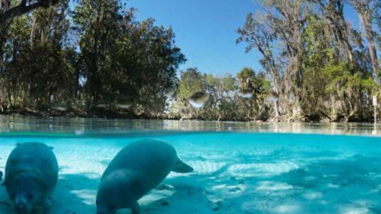 Photo of Outdoor in Homosassa