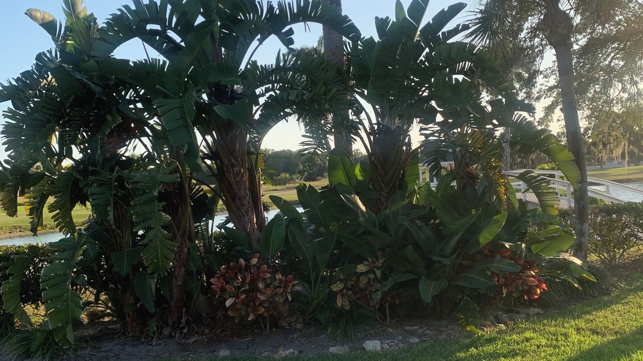 Photo of Outdoor in Palmetto