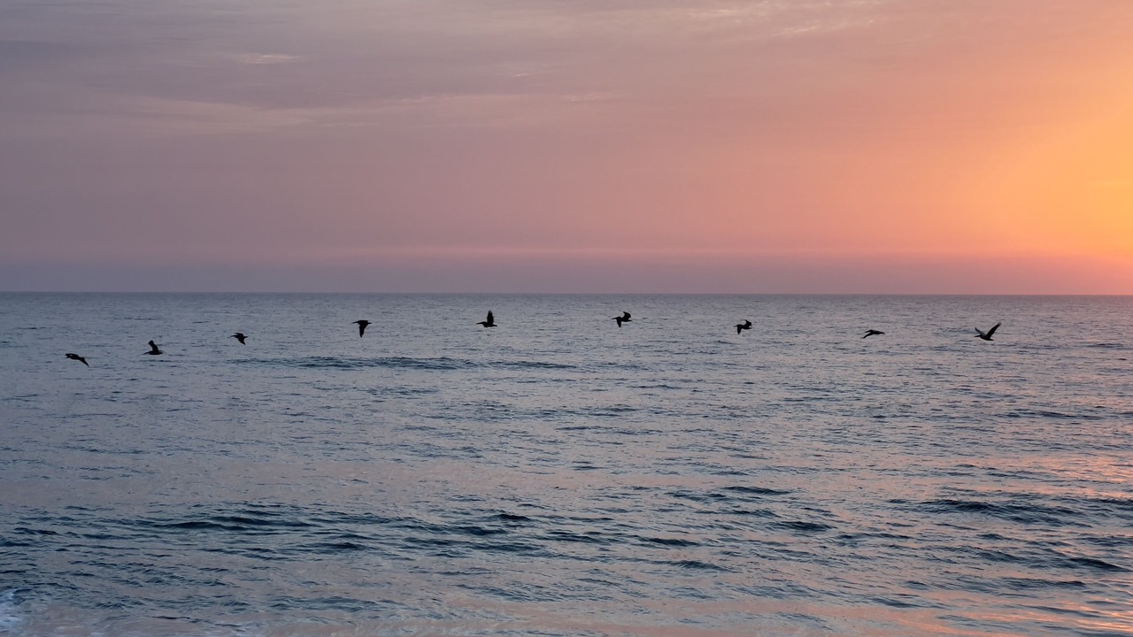 Photo of Others in Ormond-by-the-Sea