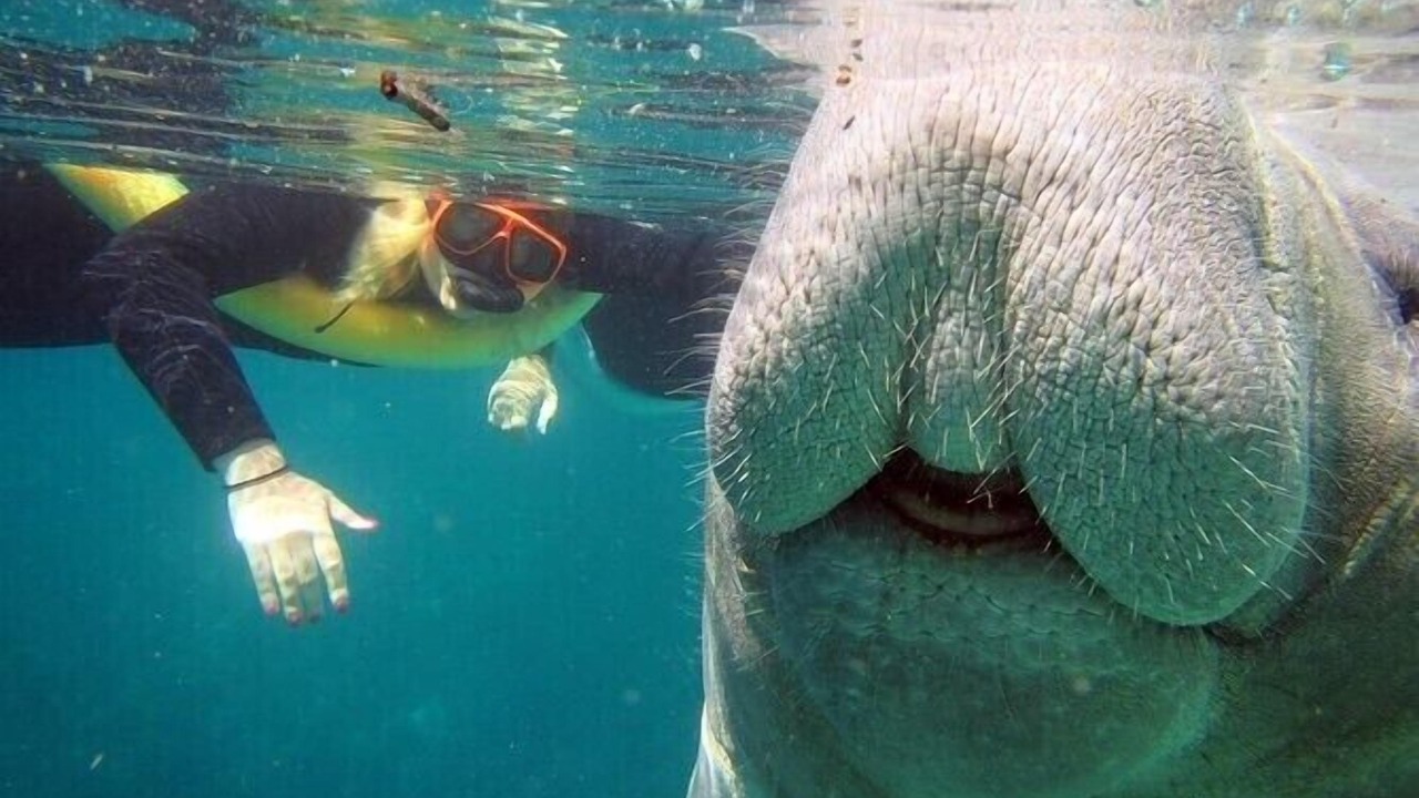Photo of Others in Crystal River