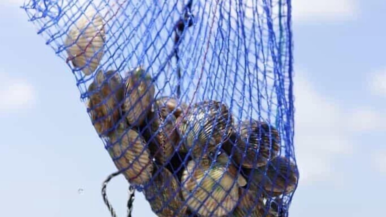 Photo of Others in Crystal River