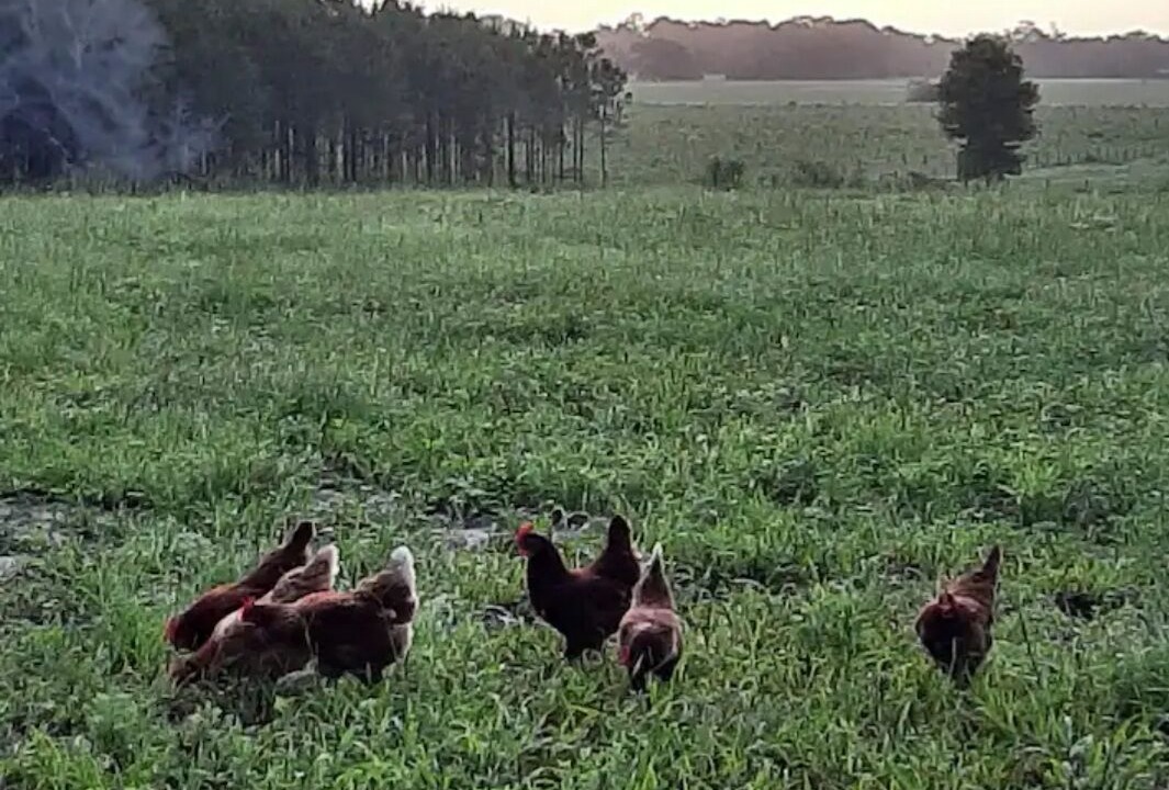 Photo of Outdoor in Chiefland
