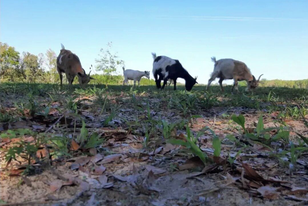 Photo of Outdoor in Chiefland