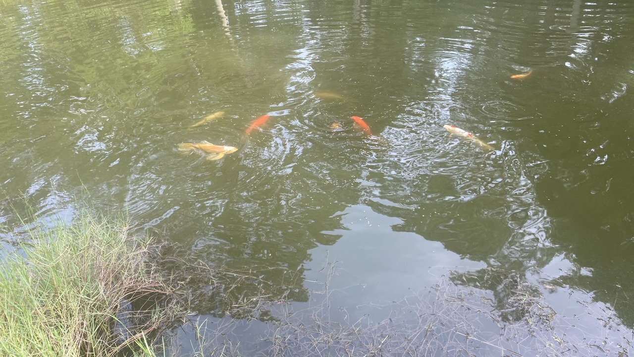 Photo of Others in Tomoka Farms