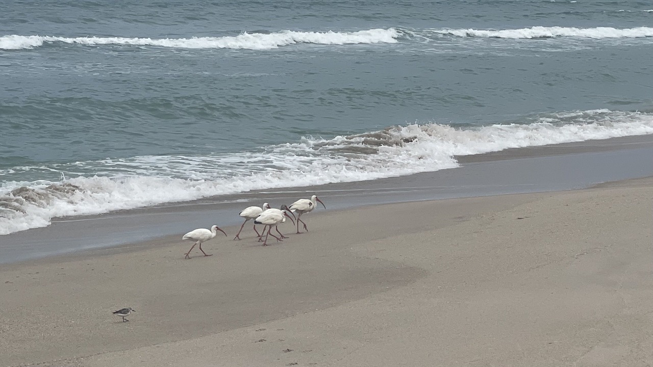 Photo of Others in Floridana Beach