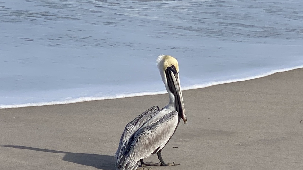 Photo of Others in Floridana Beach